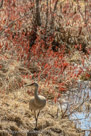 Exploring at the margins of the pond