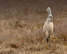 Careful preening