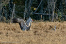 Roy chasing pintail duck (behind Millie) from nest.