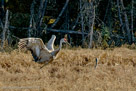 Duck moving to the right