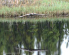 Roy flies across the pond.