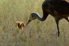 FEEDING - Roy offers a berry to Pi (2 day-old)