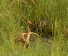 RUNNING - Pi (12 days old) runs through tall grass