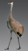 strut 2