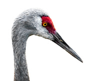 Feathertuftup
