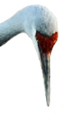 Feathertuftdown