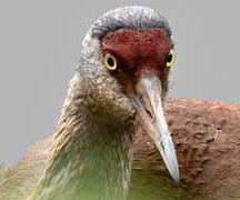 Feathertuftdown
