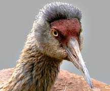 Feathertuftup