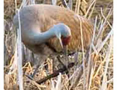 Nest-building