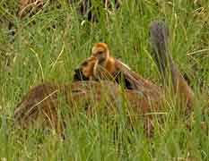 nestling