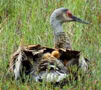 nestling 1