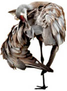 feather combing