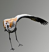 SinglewingJacques