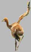 Single wing Jacques