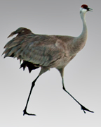strut 2