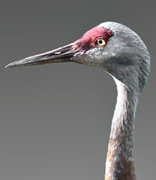 Tall-invest closeup