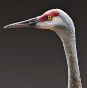 Tall alert close-up