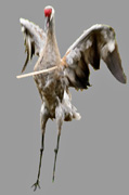 Toss Cattail