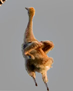 Uprighttuck
