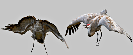 Wing spread forward bow