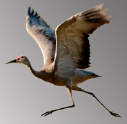 run-flap