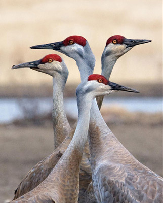 crane flying